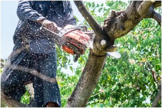 tree services Orchards
